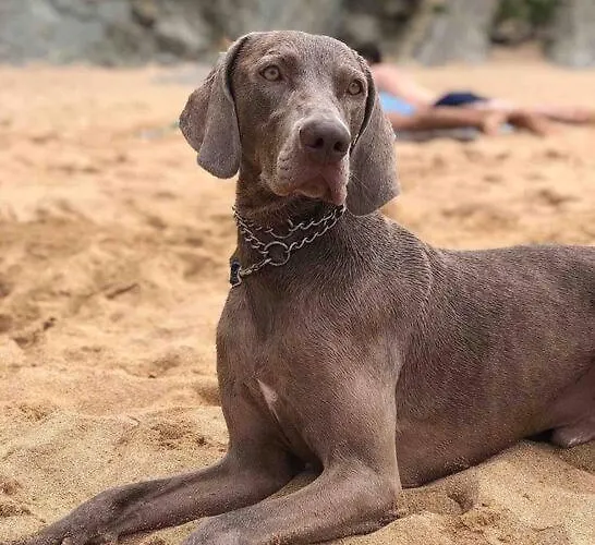 En Mi Casa - Centro De Homestay Santander